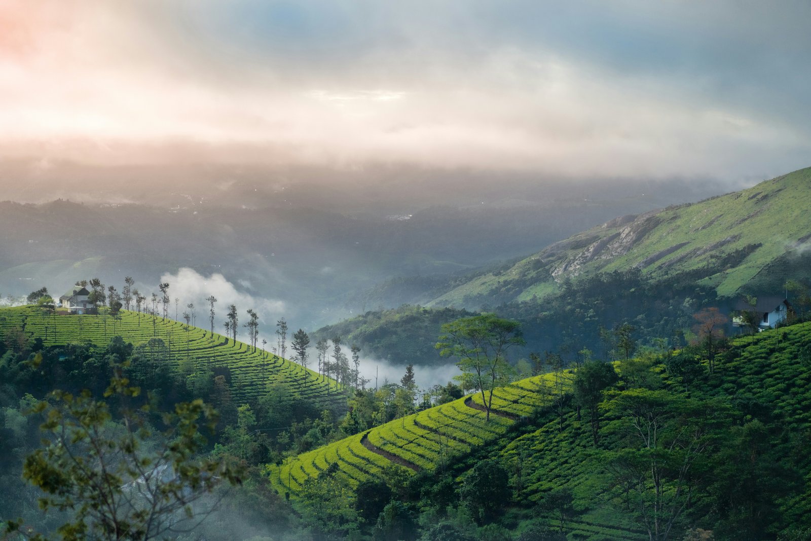 Misty Kerala hills and tea plantations