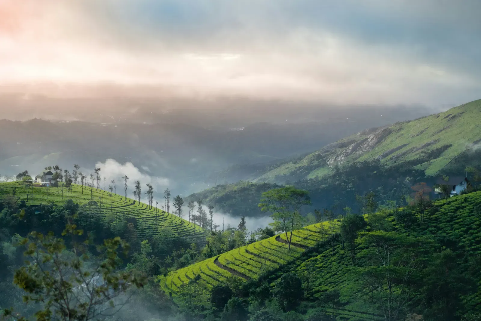 Misty Kerala hills and tea plantations