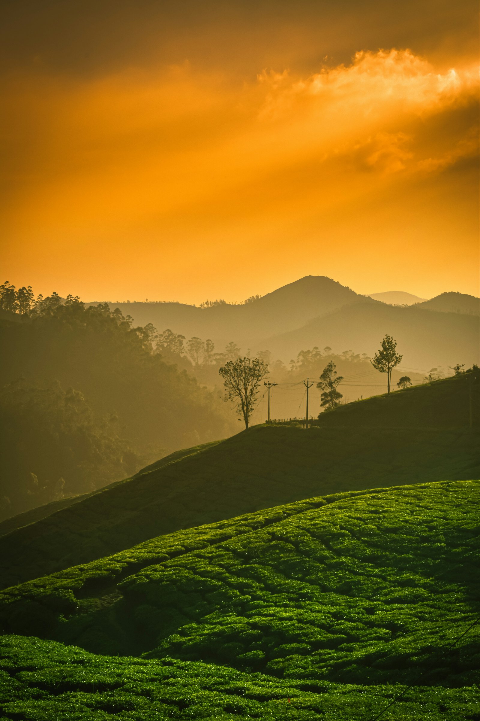 6 Nights / 7 Days Grand Voyage — Kerala tour covering Kochi, Munnar, Thekkady, Alleppey, Varkala, Kanyakumari