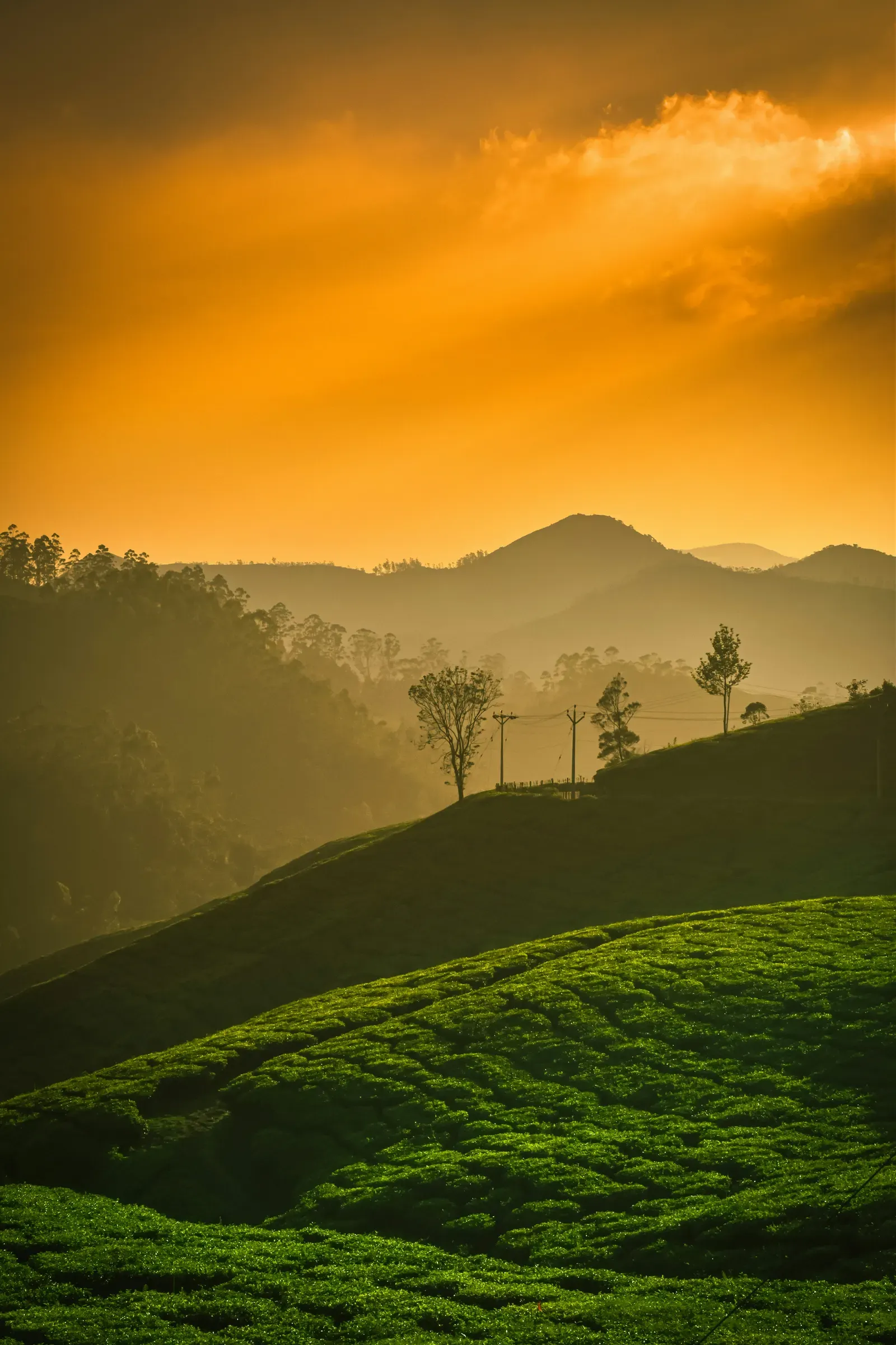 6 Nights / 7 Days Grand Voyage — Kerala tour covering Kochi, Munnar, Thekkady, Alleppey, Varkala, Kanyakumari