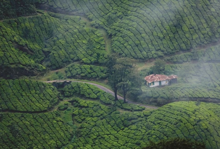 Munnar Tea Estates